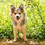 Dimora Soleda Apartman *