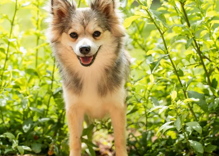 Dimora Soleda Daire *