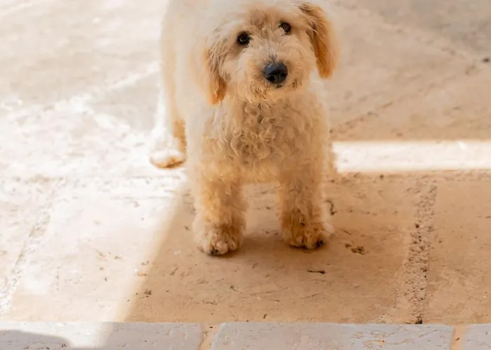 Appartement Dimora Soleda Torre San Giovanni